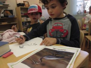 A student consults a reference photo as he draws a picture of a great blue heron.