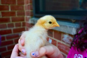 A fourth grade student holds a young chick in her hands.