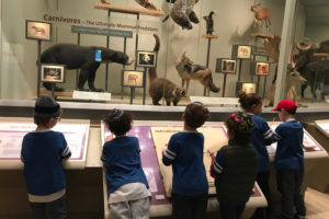 Kindergarten students examine a display case at the Museum of Natural History.