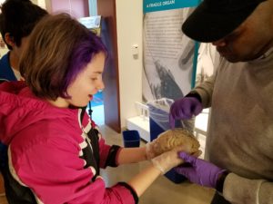 A sixth grader's mouth opens in wonder as she holds a real human brain.